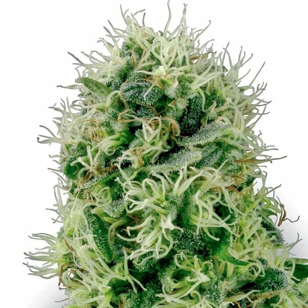 Pure Power Plant (White Label) Feminisoidut
