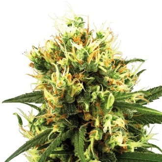 White Haze Autoflower (White Label) Feminisoidut