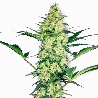 White Diesel (White Label) feminisoidut