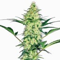 White Diesel (White Label) Feminisoidut