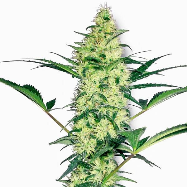 White Diesel (White Label) Feminisoidut