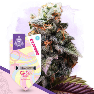 Gelato (Zamnesia Seeds) Feminisoidut