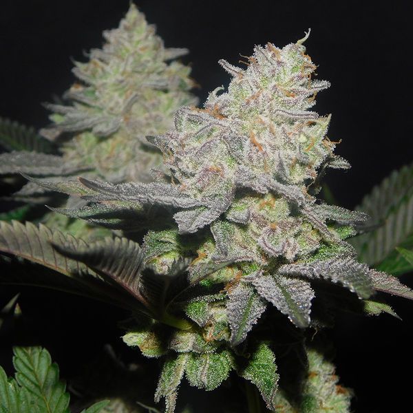 Gelato (Zamnesia Seeds) Feminisoidut