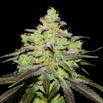 Wifi 43 x Do-Si-Dos (Philosopher Seeds x Zamnesia) Feminisoidut