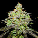 Wifi 43 x Do-Si-Dos (Philosopher Seeds x Zamnesia) Feminisoidut