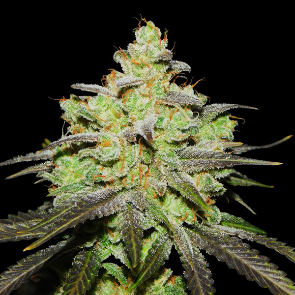 Wifi 43 x Do-Si-Dos (Philosopher Seeds x Zamnesia) Feminisoidut
