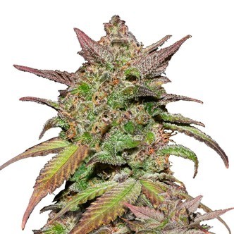 Smoothie Auto (FastBuds) feminisoidut