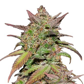 Smoothie Auto (FastBuds) Feminisoidut