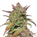 Smoothie Auto (FastBuds) Feminisoidut