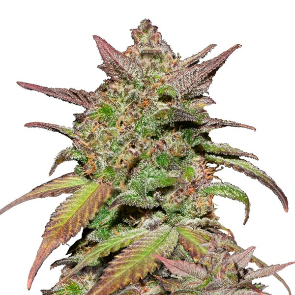 Smoothie Auto (FastBuds) Feminisoidut