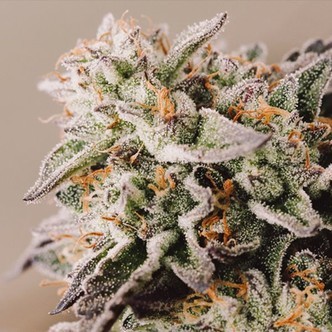 Vision Gelato Auto (Vision Seeds) feminisoidut