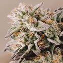 Vision Gelato Auto (Vision Seeds) Feminisoidut