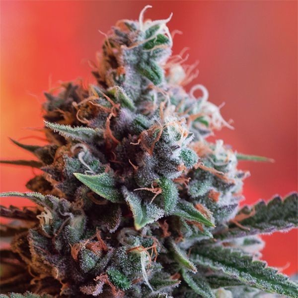 Dark Star x AK-49 (Vision Seeds) Feminisoidut