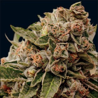 Lamb's Breath x AK-49 (Vision Seeds) Feminisoidut