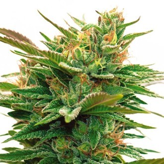 Nicole x OG (Vision Seeds) Feminisoidut