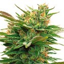 Nicole x OG (Vision Seeds) Feminisoidut