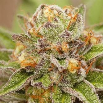 Pure Gelato (Vision Seeds) feminisoidut kannabiksen siemenet