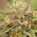 Pure Gelato (Vision Seeds) Feminisoidut