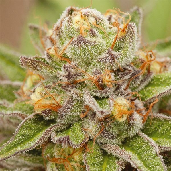 Pure Gelato (Vision Seeds) Feminisoidut