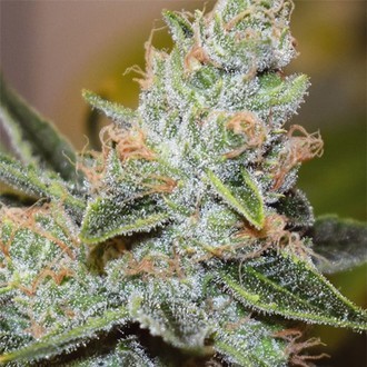 Wedding Cake x Triple OG (Vision Seeds) Feminisoidut