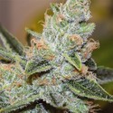 Wedding Cake x Triple OG (Vision Seeds) Feminisoidut