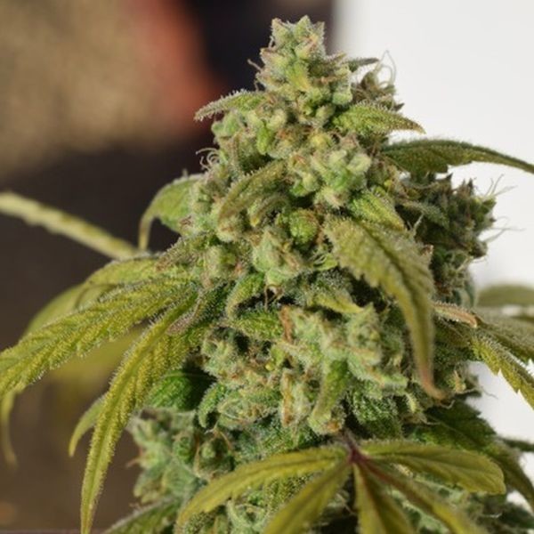 Gorilla SFV OG (Expert Seeds) Feminisoidut