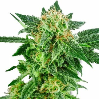 Snow Ryder Autoflower (White Label) Feminisoidut