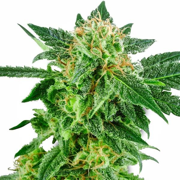 Snow Ryder Autoflower (White Label) Feminisoidut