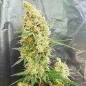 Gorilla Banana (Expert Seeds) Feminisoidut
