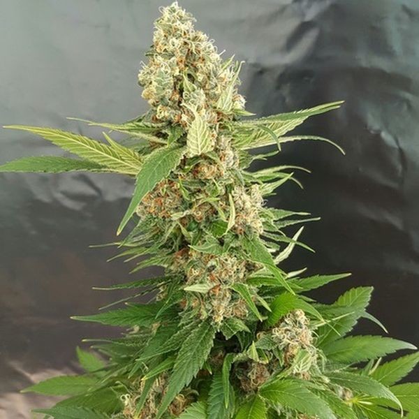 Gorilla Ice Cream (Expert Seeds) Feminisoidut