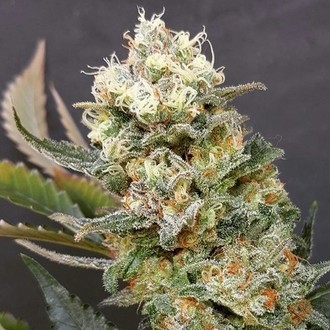 ZkittleZ Glue (Expert Seeds) Feminisoidut