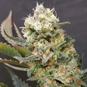 ZkittleZ Glue (Expert Seeds) Feminisoidut