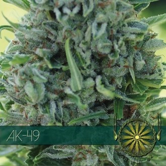 AK-49 (Vision Seeds) Feminisoidut
