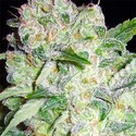 AK-49 (Vision Seeds) Feminisoidut