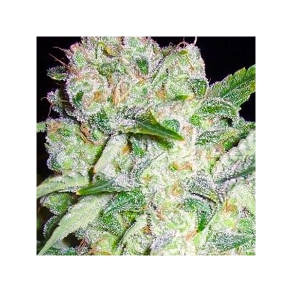 AK-49 (Vision Seeds) Feminisoidut