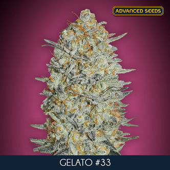 Gelato 33 (Advanced Seeds) feminisoidut kannabiksen siemenet
