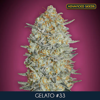Gelato 33 (Advanced Seeds) Feminisoidut