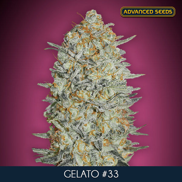 Gelato 33 (Advanced Seeds) Feminisoidut