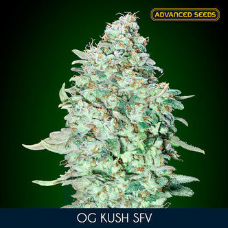 OG Kush SFV (Advanced Seeds) feminisoidut kannabiksen siemenet