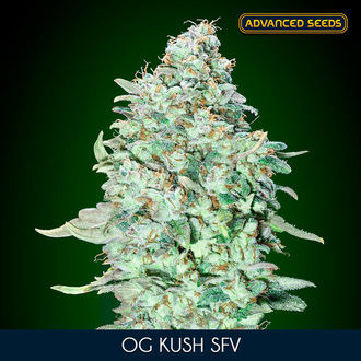 OG Kush SFV (Advanced Seeds) Feminisoidut