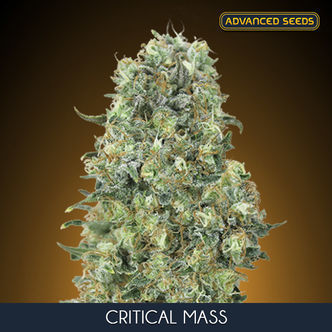 Critical Mass (Advanced Seeds) feminisoidut