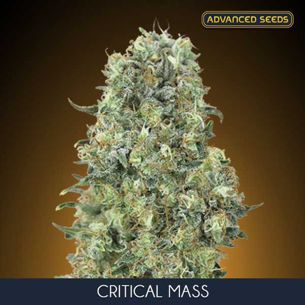 Critical Mass (Advanced Seeds) Feminisoidut