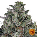 Glookies (Barney's Farm) Feminisoidut