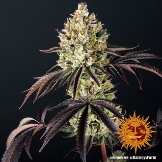 Glookies (Barney's Farm) Feminisoidut