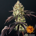 Glookies (Barney's Farm) Feminisoidut