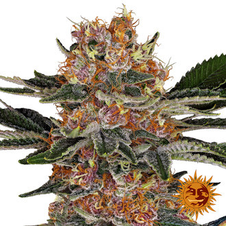 Purple Punch (Barney's Farm) Feminisoidut