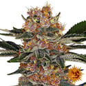 Purple Punch (Barney's Farm) Feminisoidut