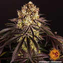 Purple Punch (Barney's Farm) Feminisoidut