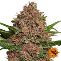 Purple Punch Auto (Barney's Farm) Feminisoidut