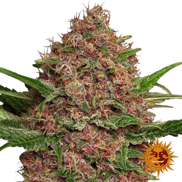 Purple Punch Auto (Barney's Farm) Feminisoidut